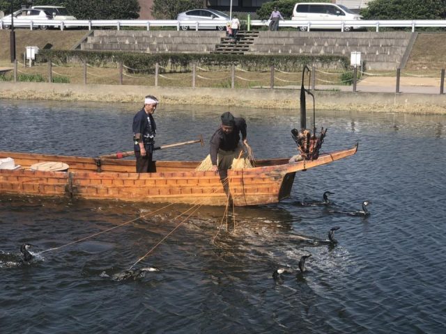 ★蟹江川鵜飼い★
