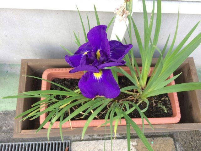 花咲いたPart2